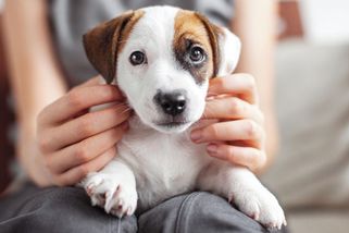 Psi dokážou rozeznat lidský úsměv. Vnímají ho jako odměnu - Seznam Zprávy